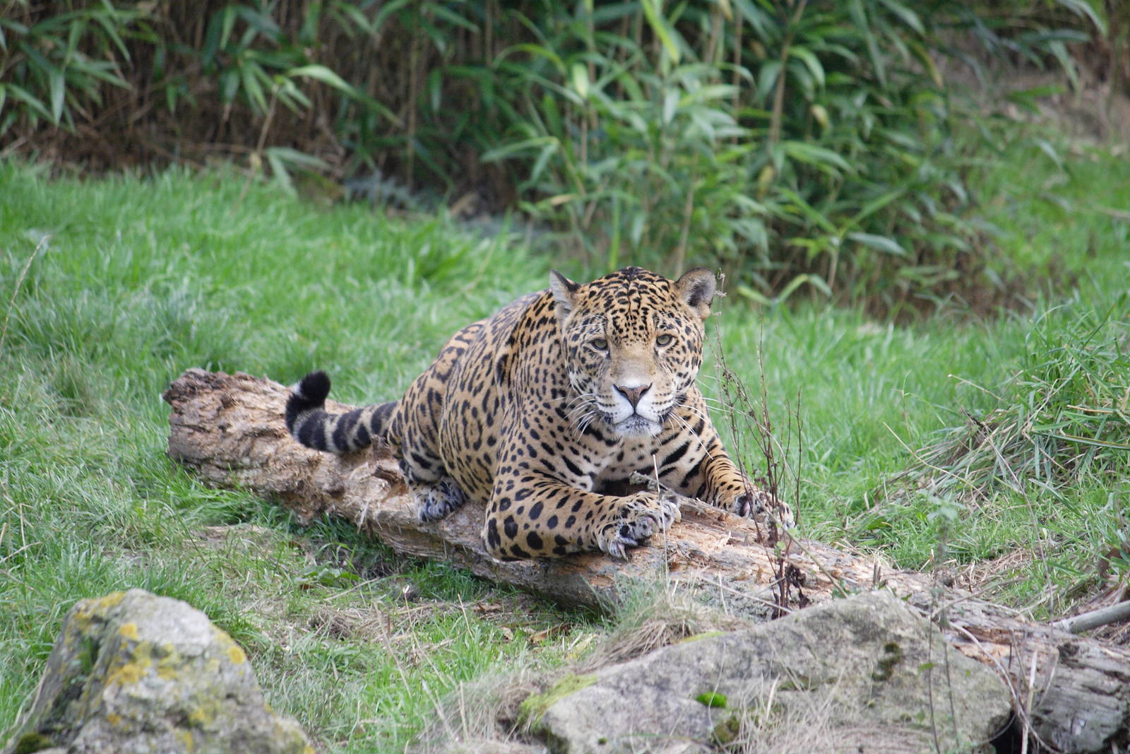 Jaguar, 28/11/11