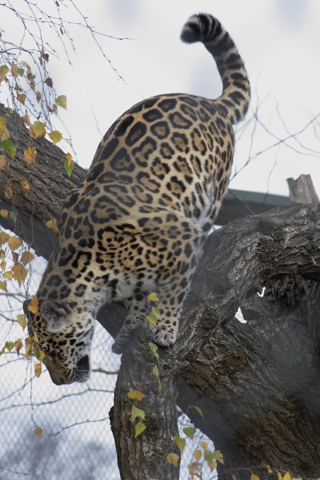Jaguar, 28/11/11