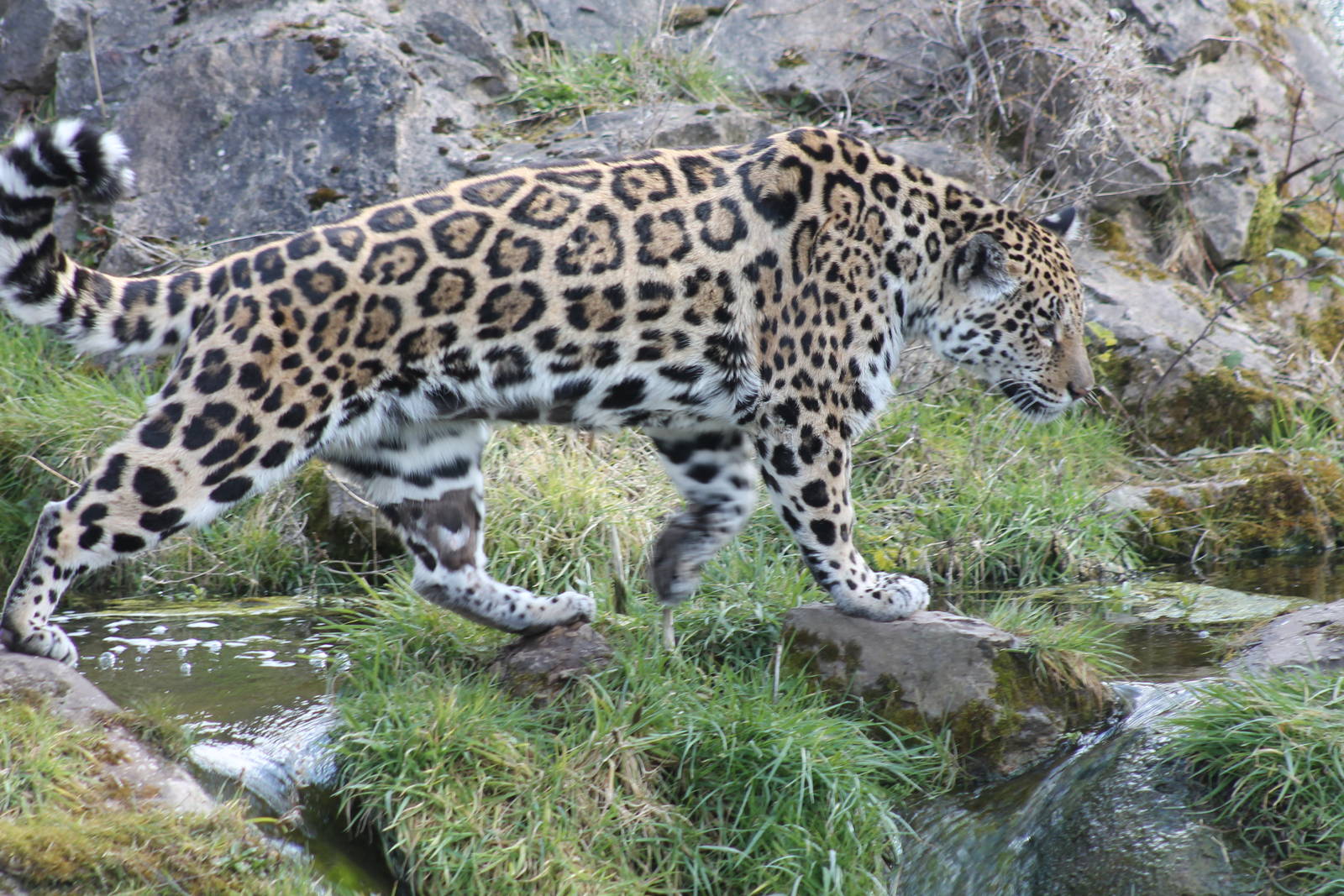 Jaguar - 2nd April 2013