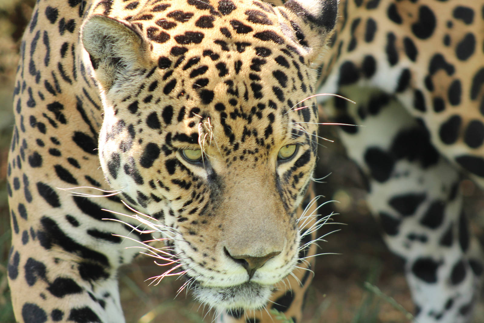 Jaguar - 3rd August 2013