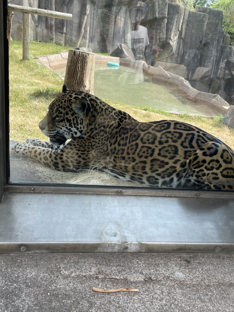 Jaguar (6/23/21)