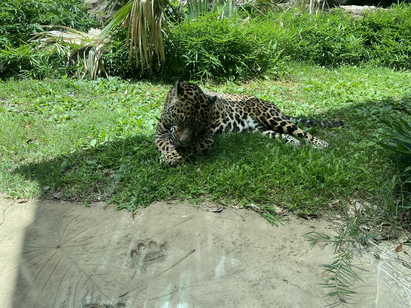 Jaguar 7-11-2023