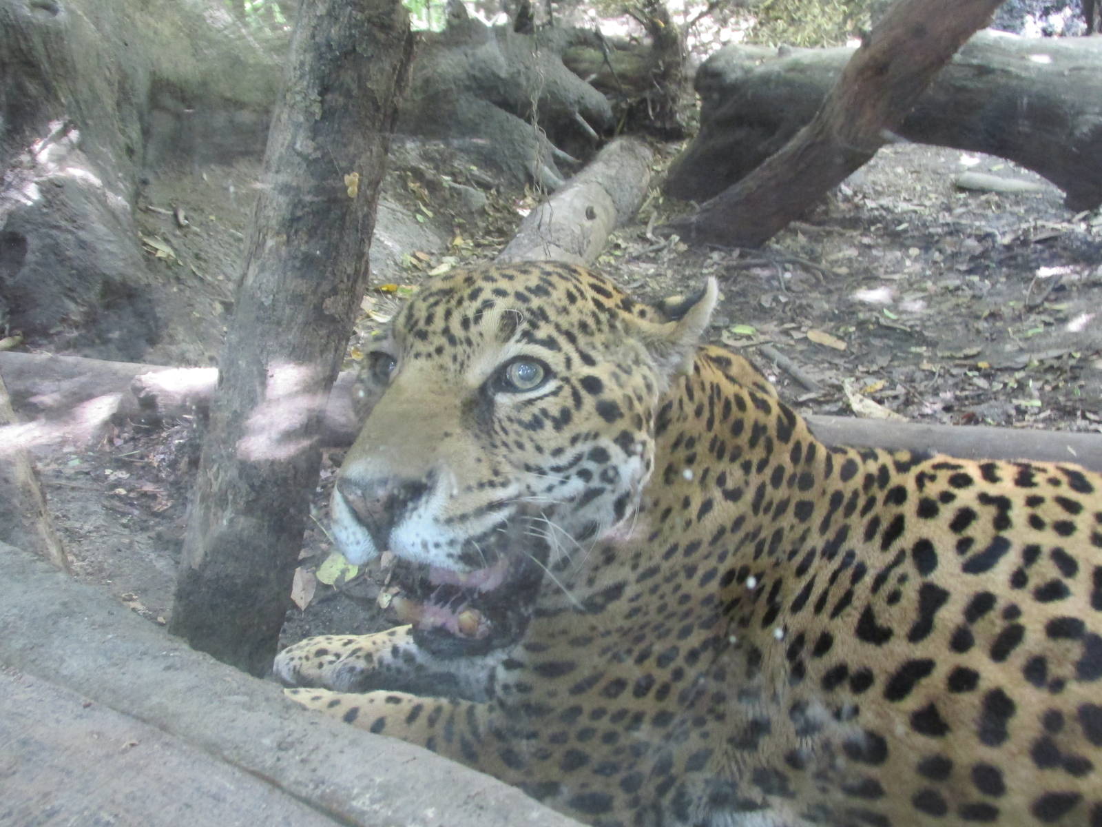 jaguar africam safari