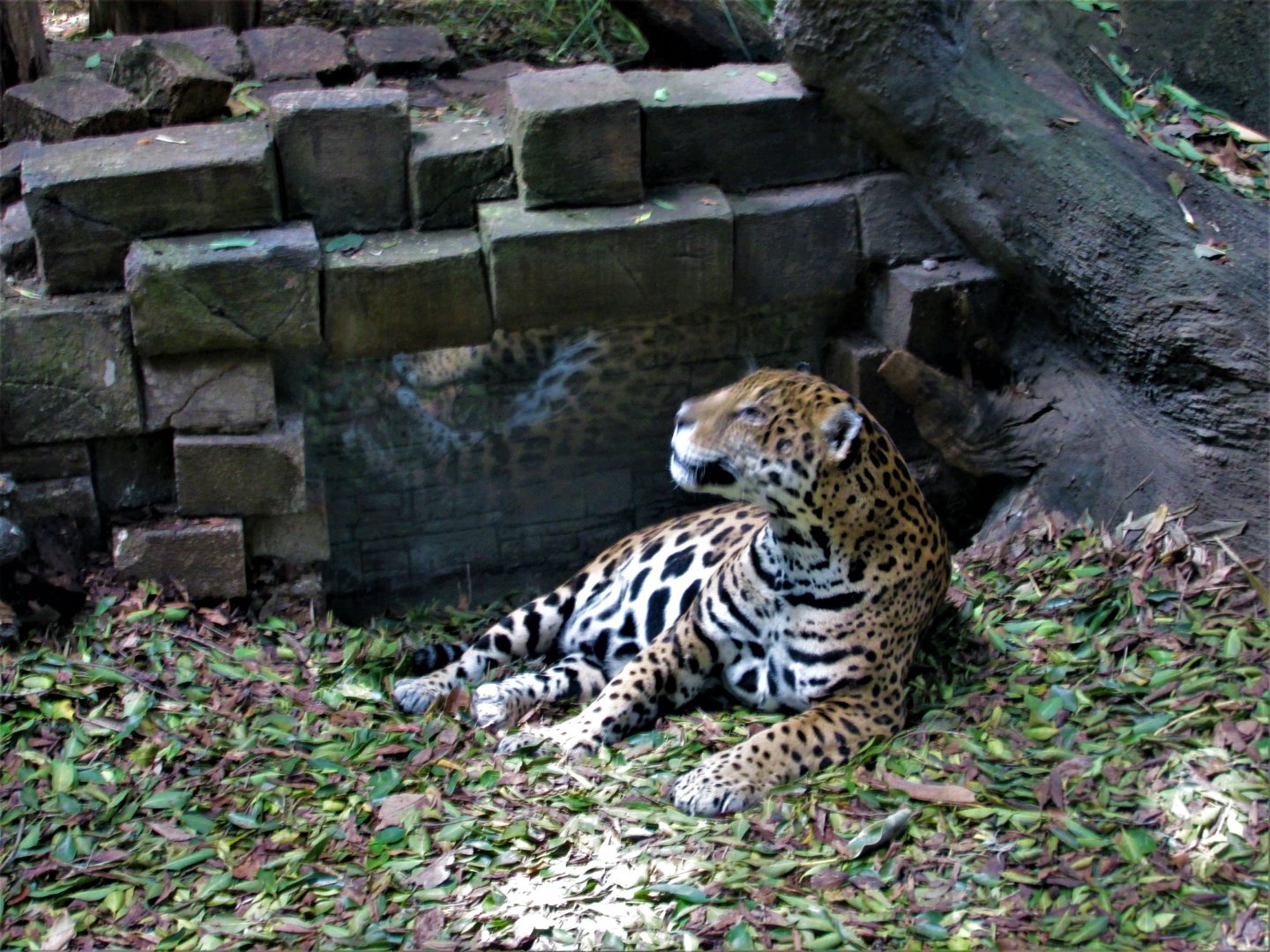 JAGUAR AFRICAM SAFARI