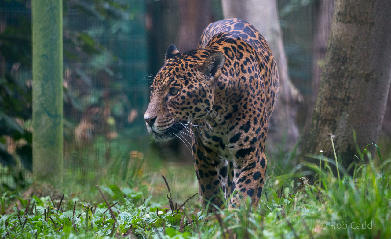 Jaguar : Amazona Zoo : 28 Sep 2017