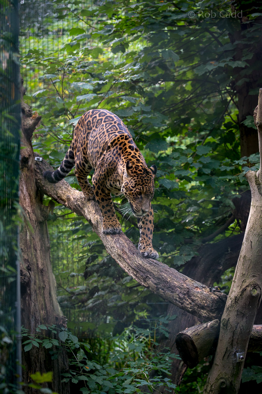 Jaguar : Amazona Zoo : 28 Sep 2017