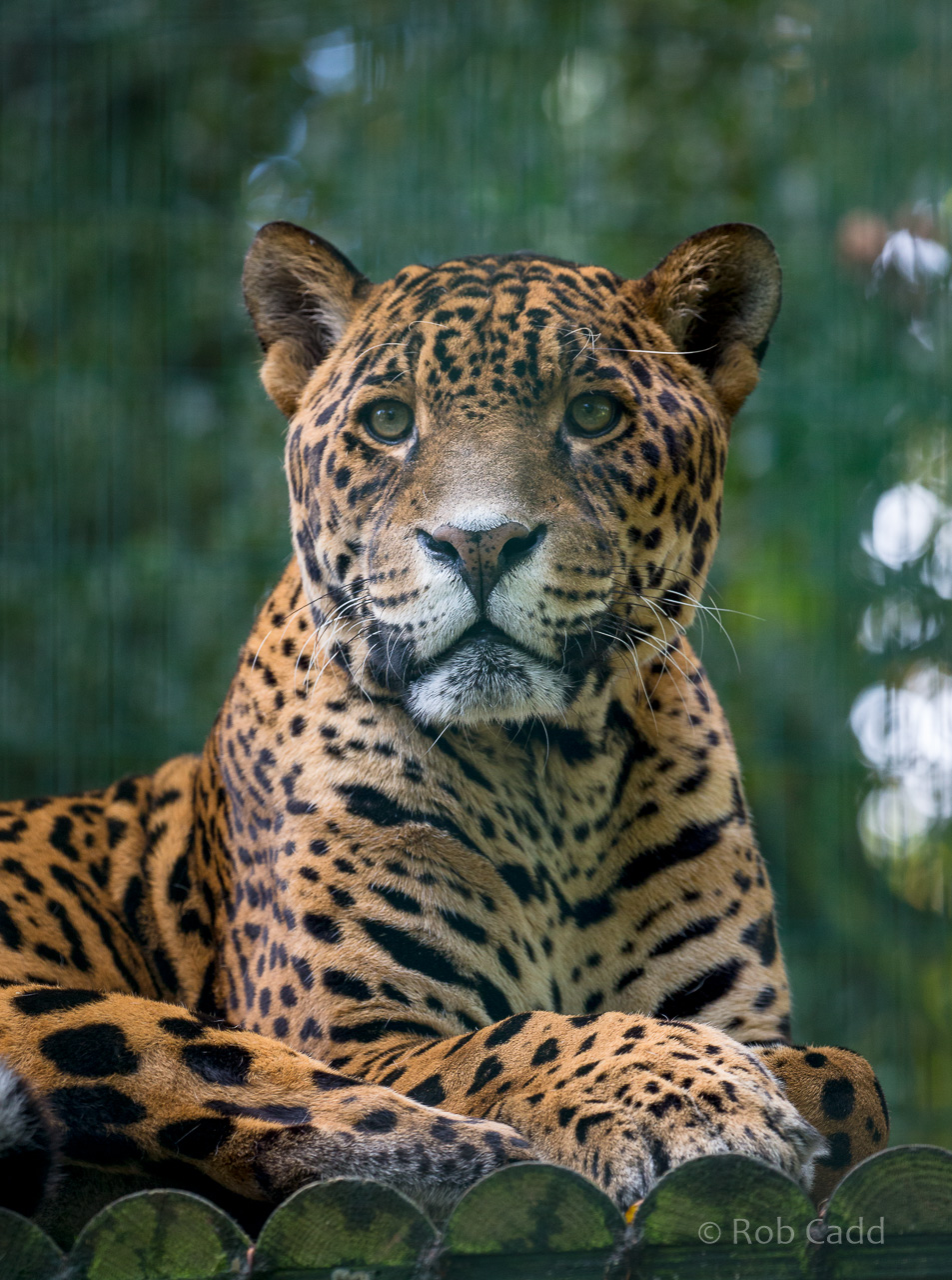 Jaguar : Amazona Zoo : 28 Sep 2017