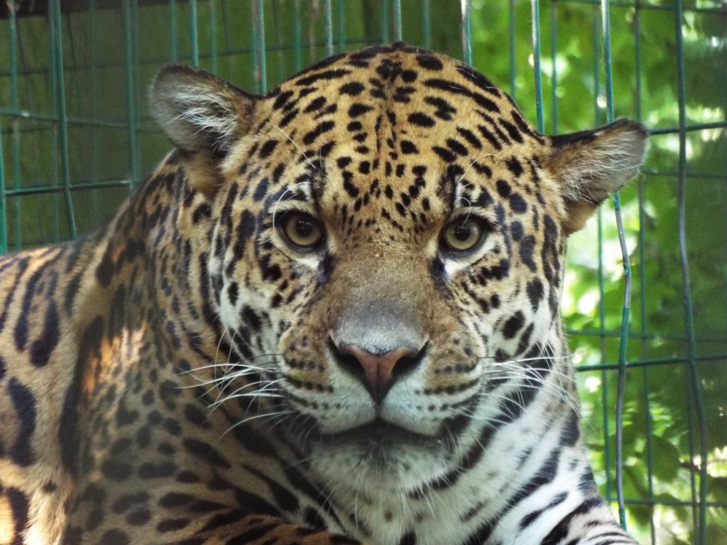 Jaguar, Amazona Zoo