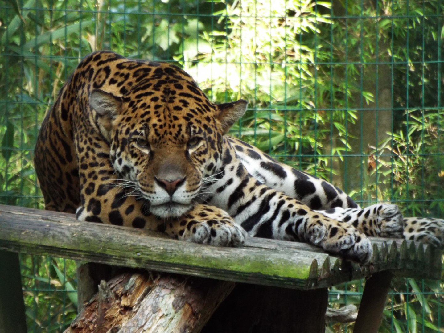 Jaguar, Amazona Zoo