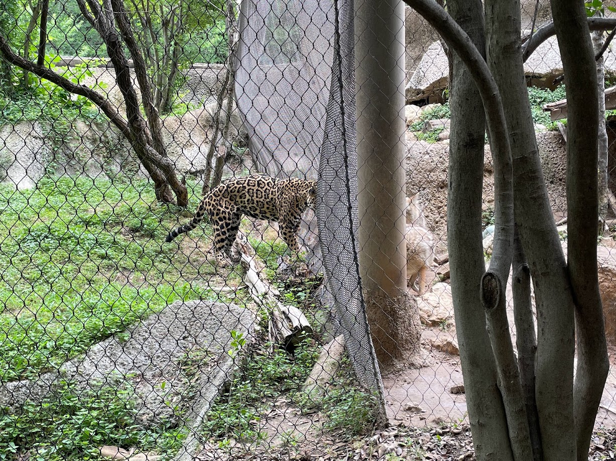 Jaguar and Coyote