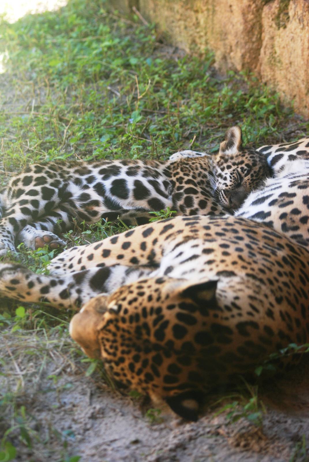 Jaguar and Cub at Jacksonville, 10/10/13