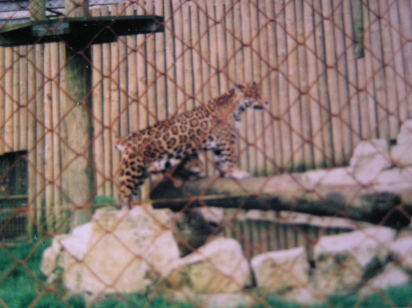 Jaguar and Cub