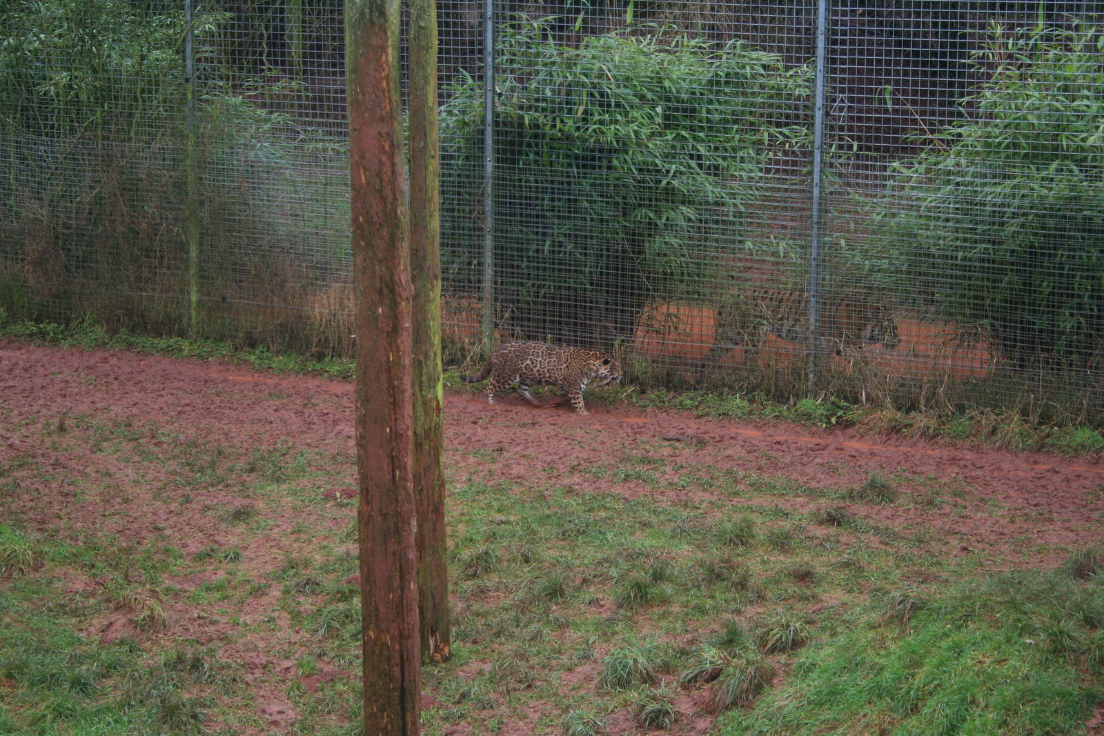 Jaguar and Sumatran tiger