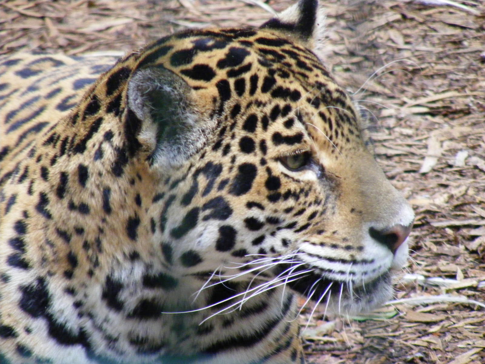 Jaguar at Amazona Zoo, 15 September 2010