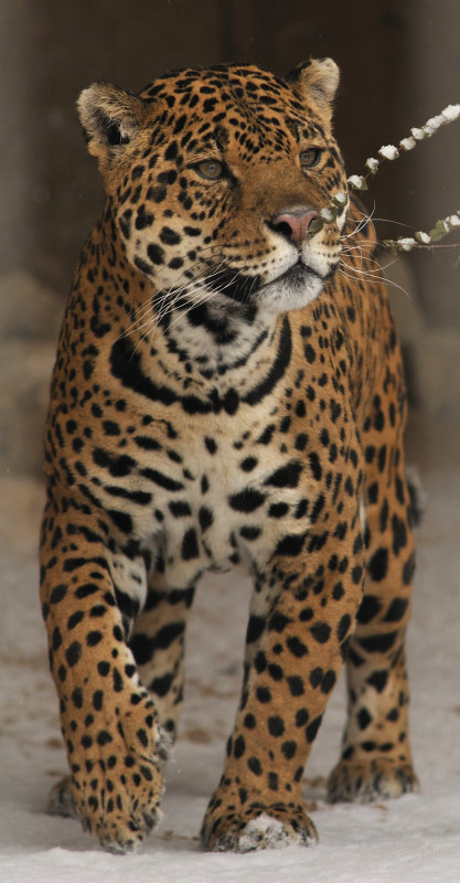 Jaguar at Bad Pyrmont