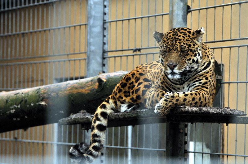 Jaguar at Bad Pyrmont