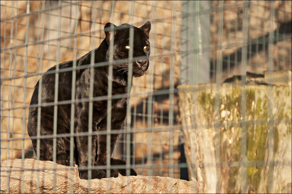 Jaguar at Berlin Tierpark