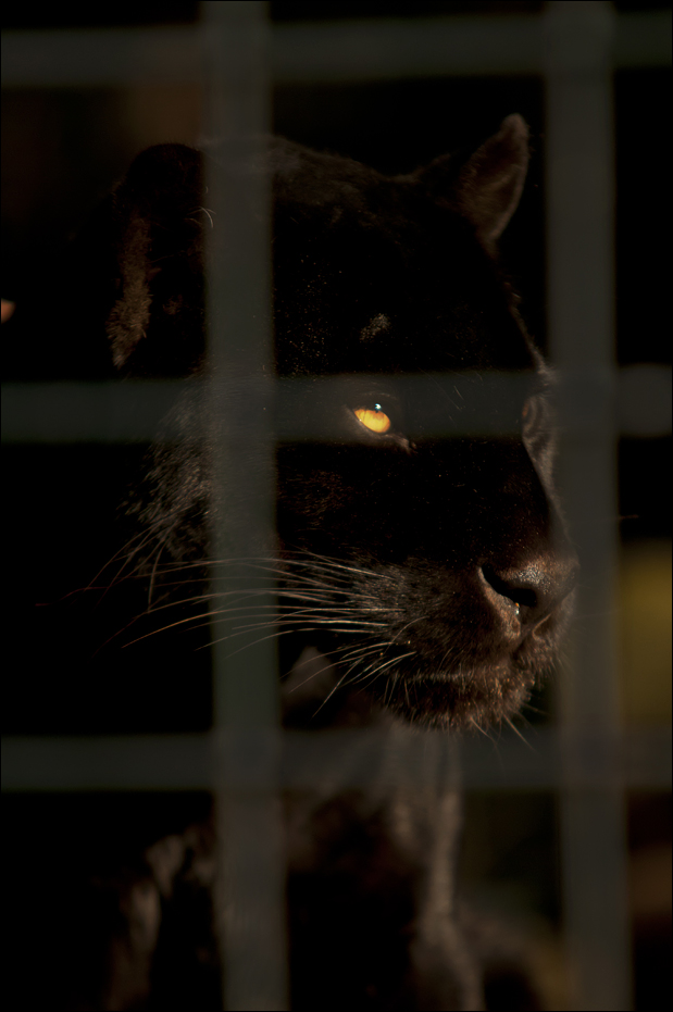 Jaguar at Berlin Tierpark