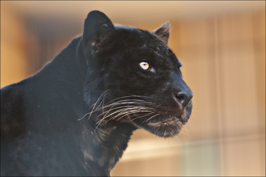 Jaguar at Berlin Tierpark