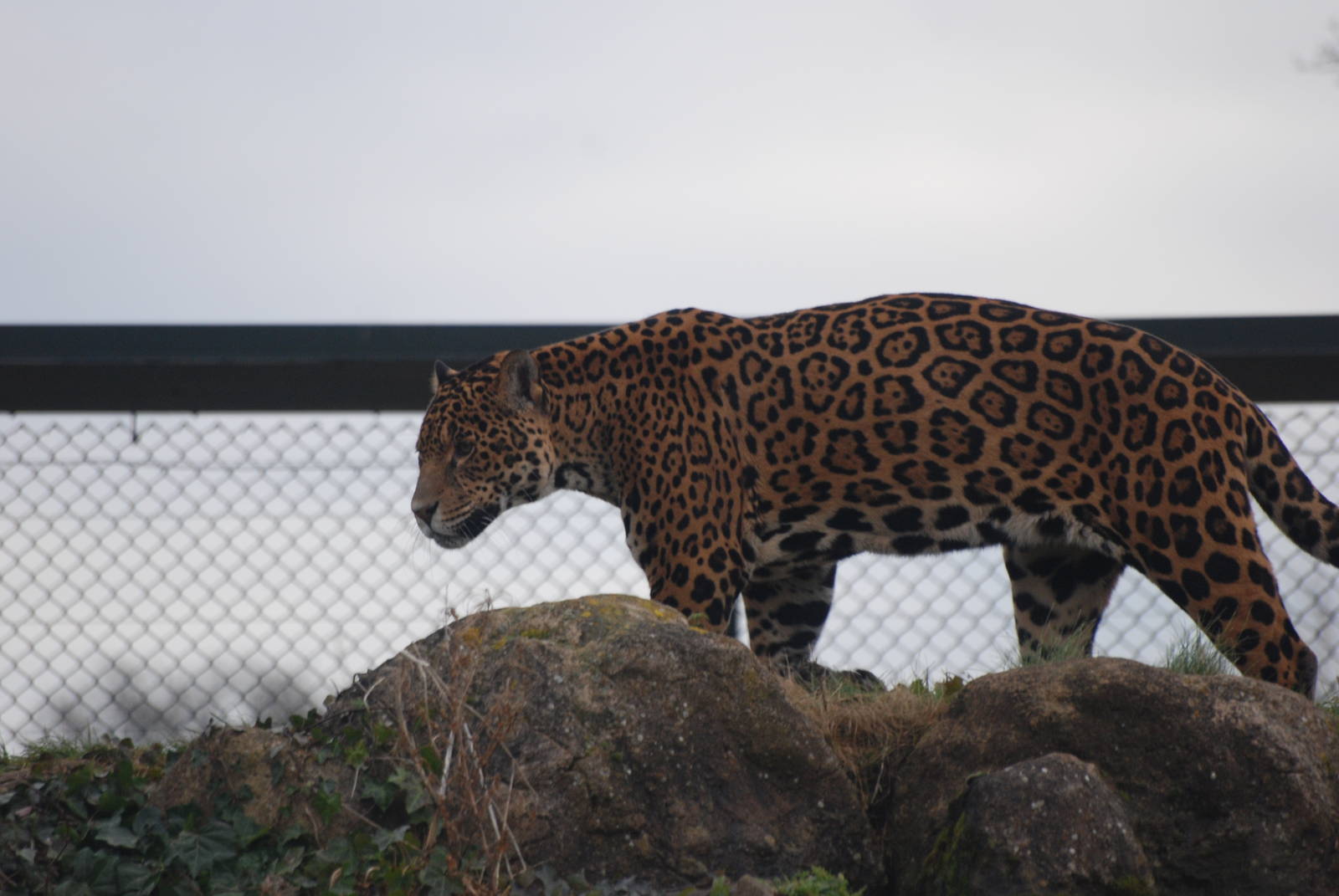 Jaguar at Chester, 02/01/11
