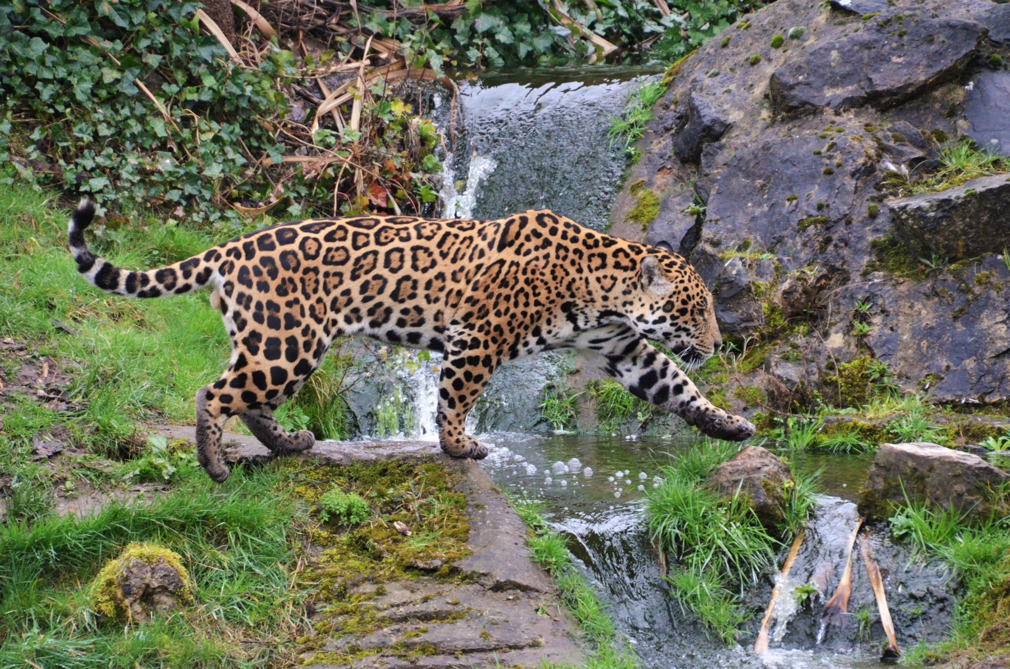 Jaguar at Chester 07/03/19