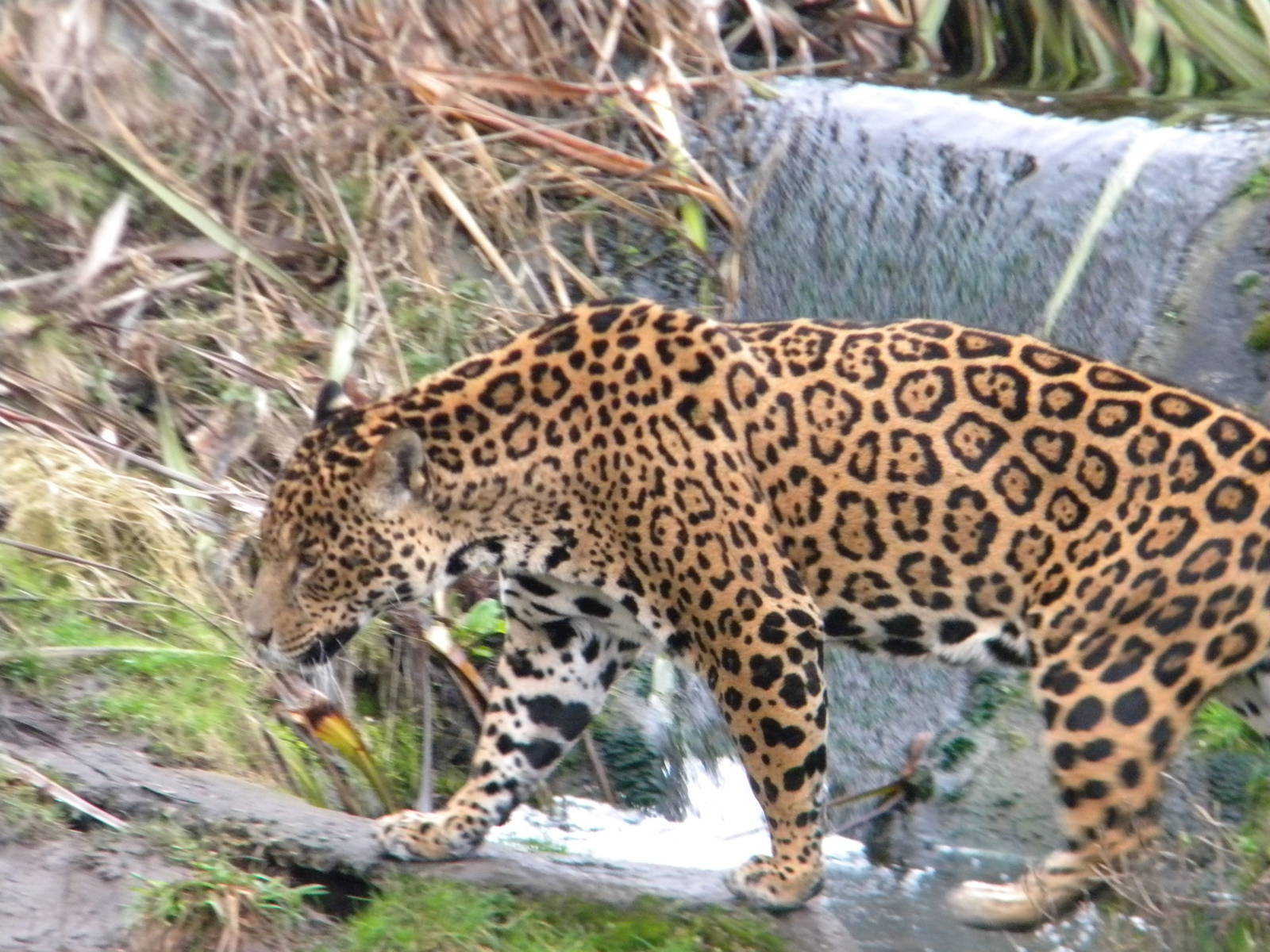 Jaguar at Chester Zoo 19th February 2011