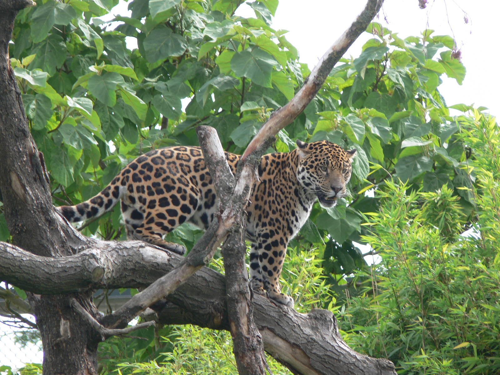 Jaguar at Chester Zoo, 28/08/13
