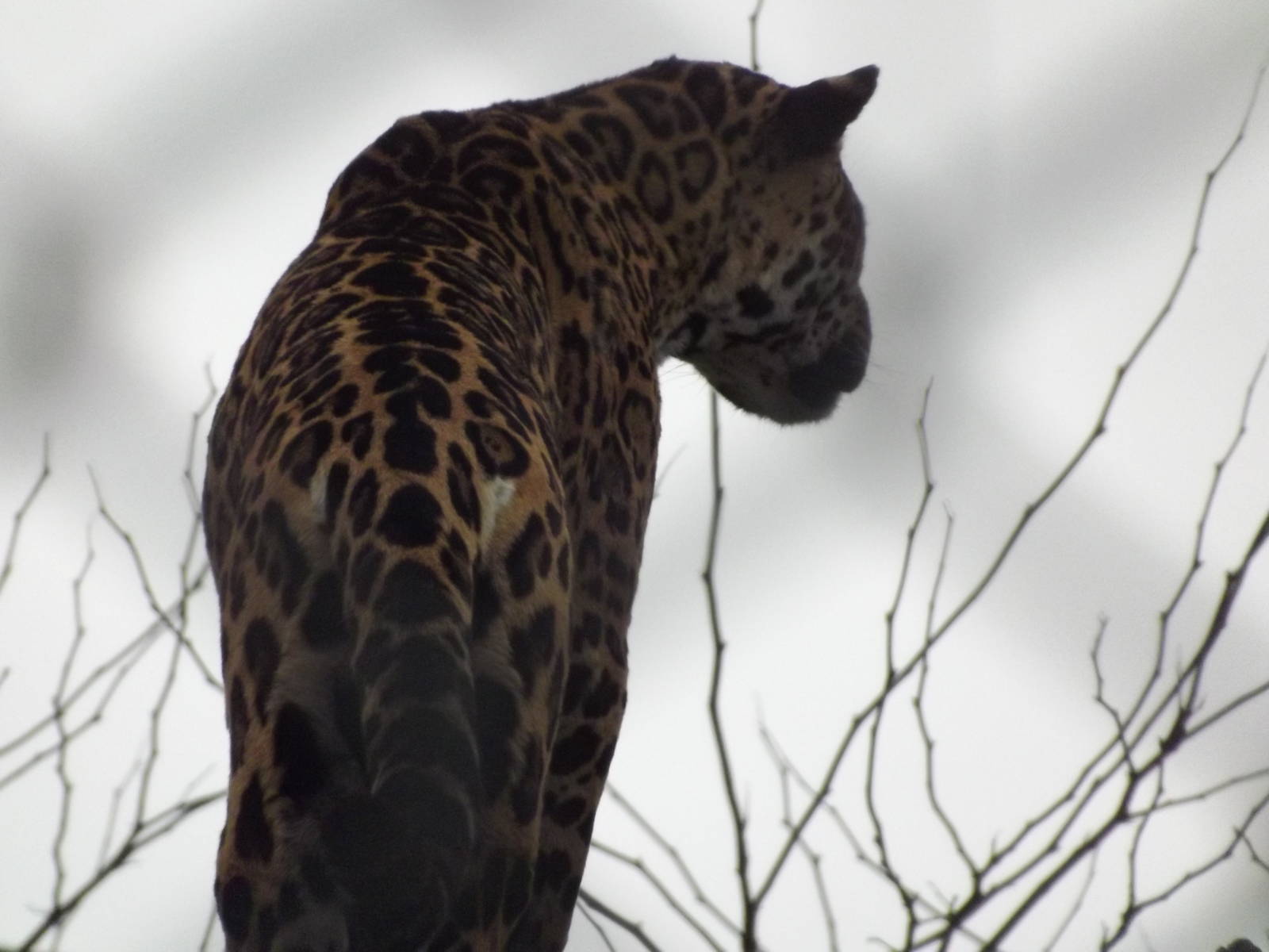 Jaguar at Chester Zoo 31/03/12
