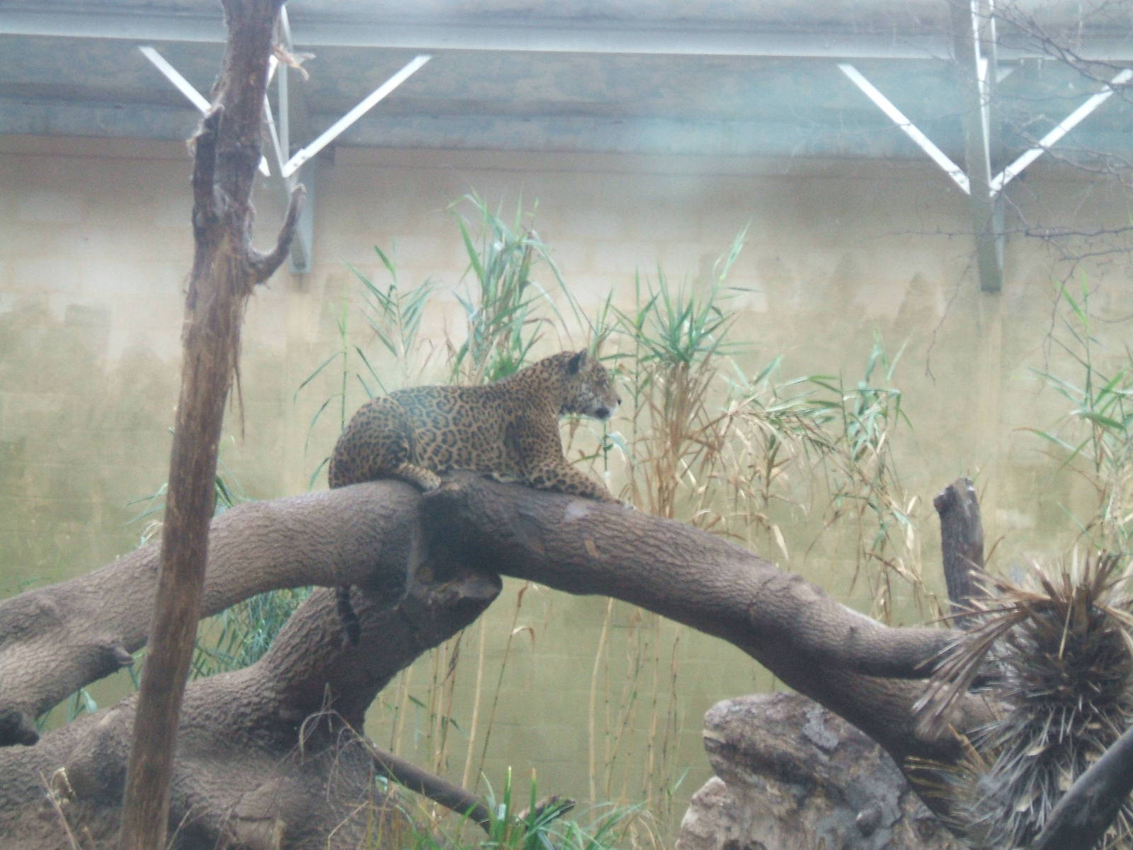 Jaguar at Chester Zoo