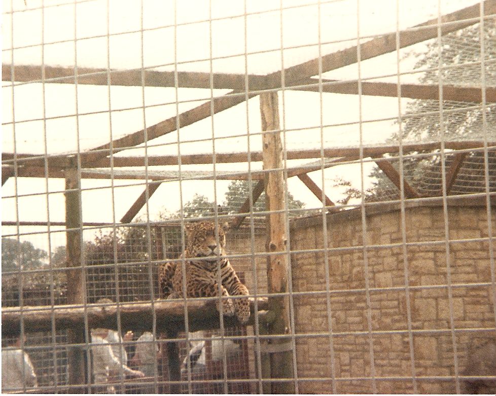 Jaguar at Cricket St. Thomas, 4 June 1983