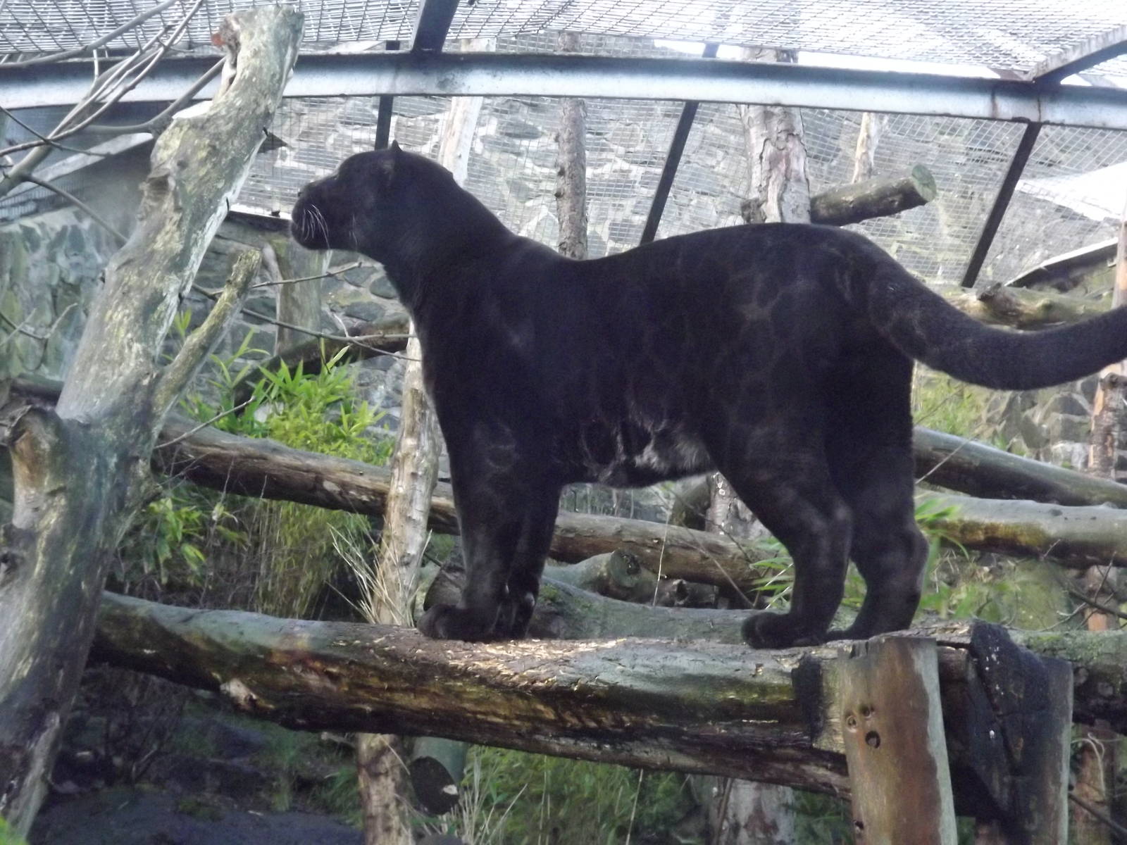 Jaguar at Edinburgh Zoo 28/12/11