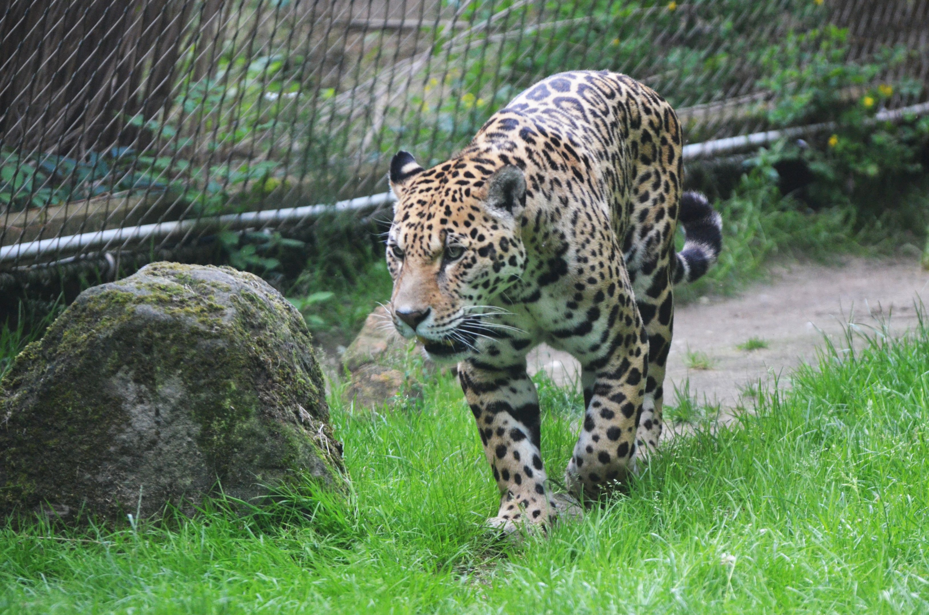Jaguar at Krefeld, 15/06/19