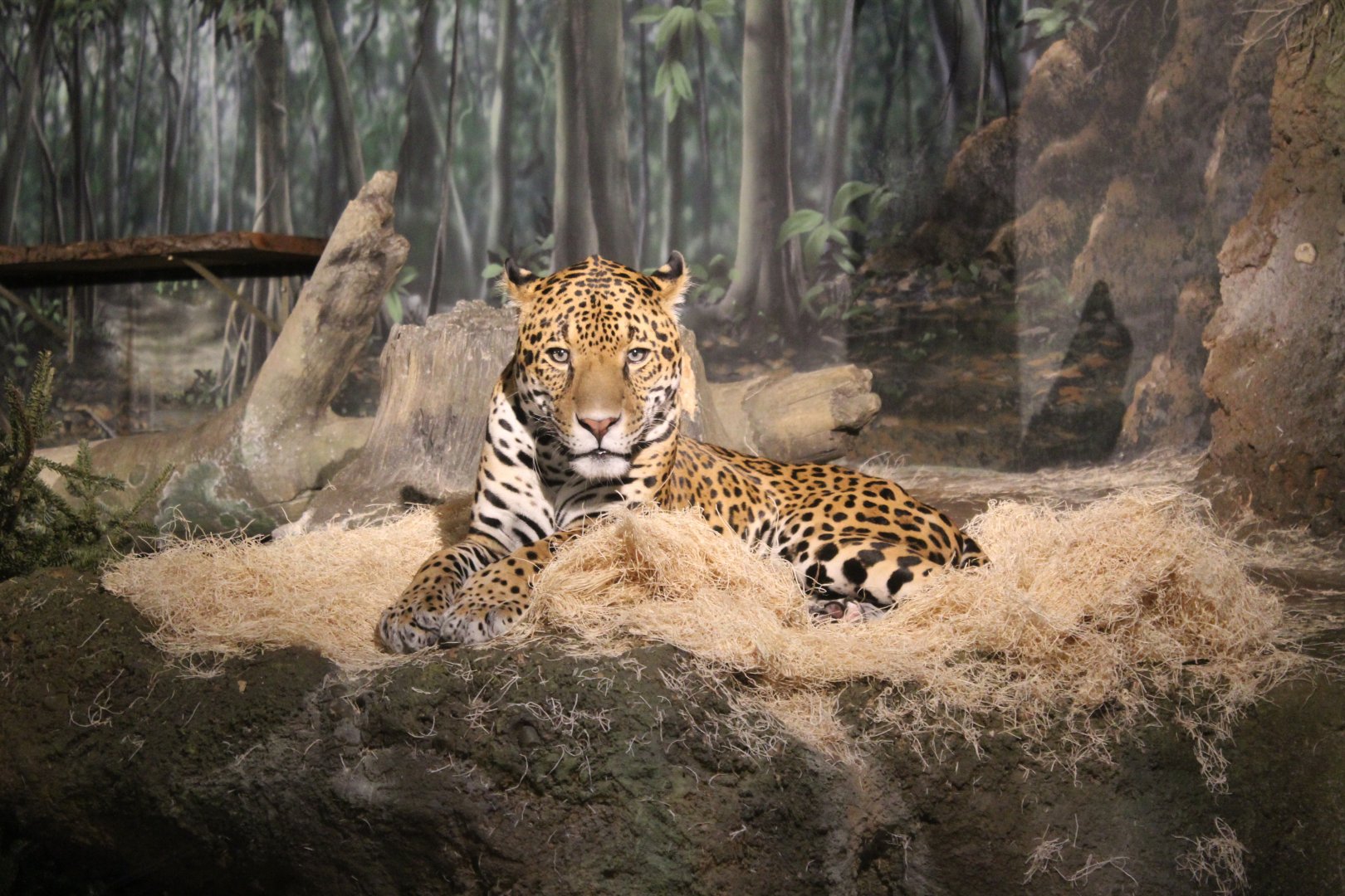 Jaguar at Rest