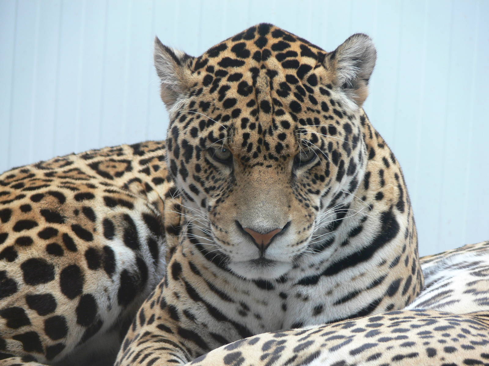Jaguar at South Lakes, 04/07/14