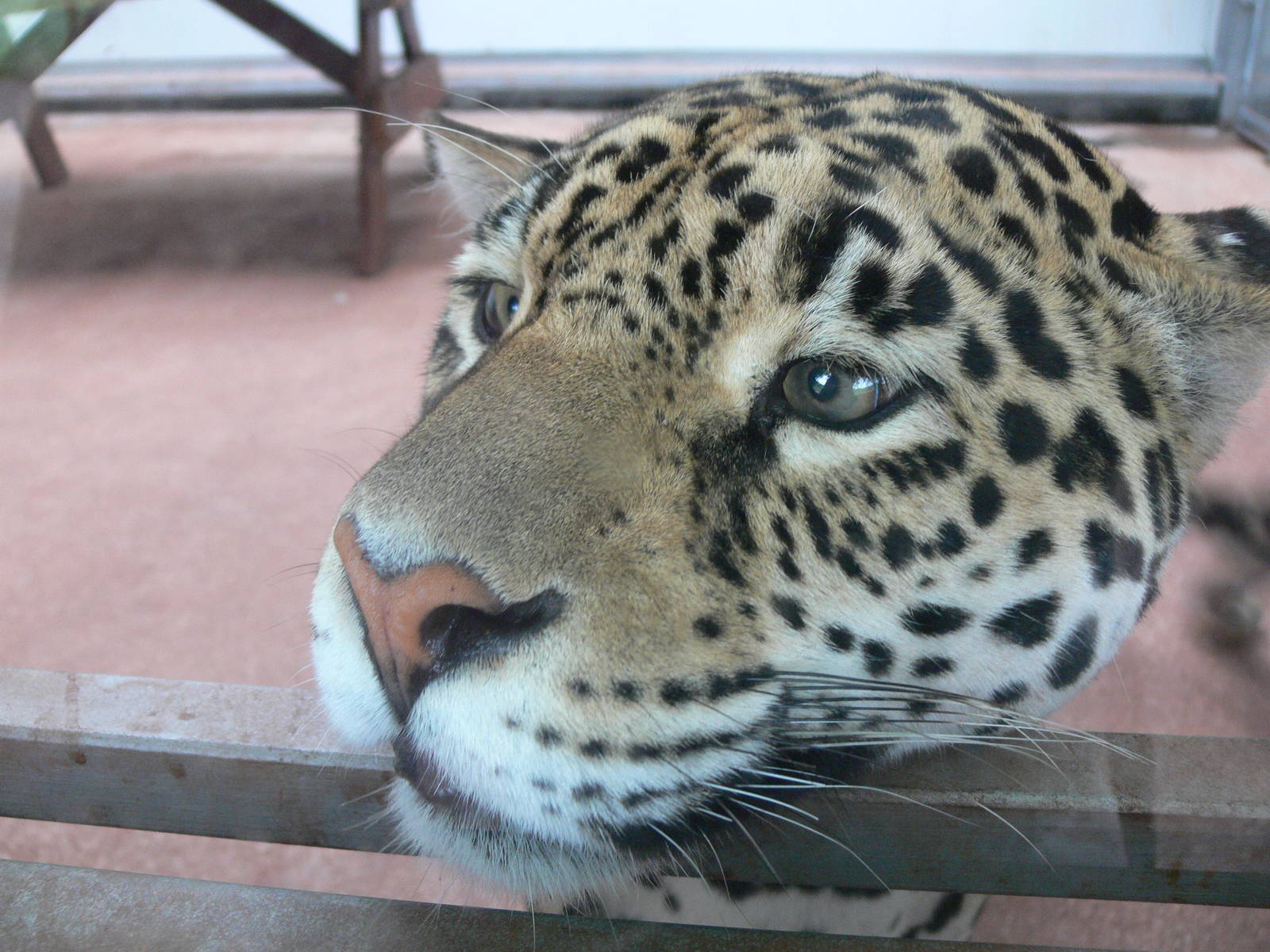 Jaguar at South Lakes, 04/07/14