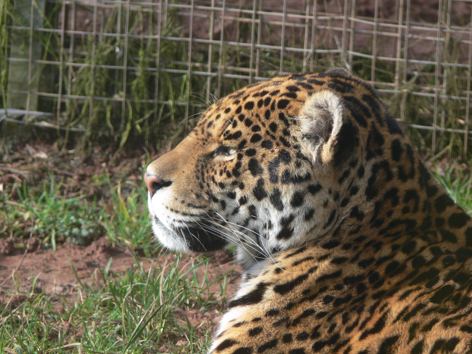 Jaguar at South Lakes, 16/02/14