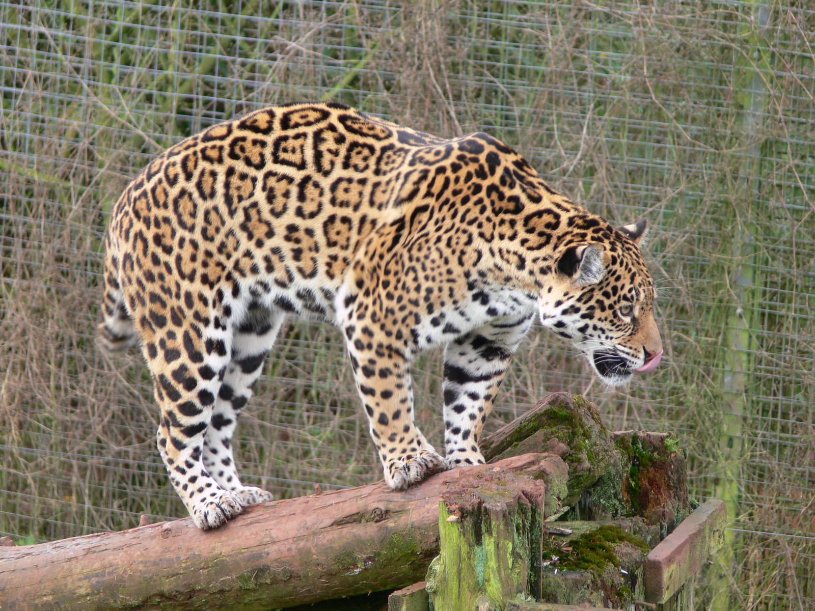 Jaguar at South Lakes WAP 24/11/12