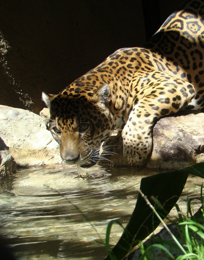 Jaguar at the Los Angeles Zoo