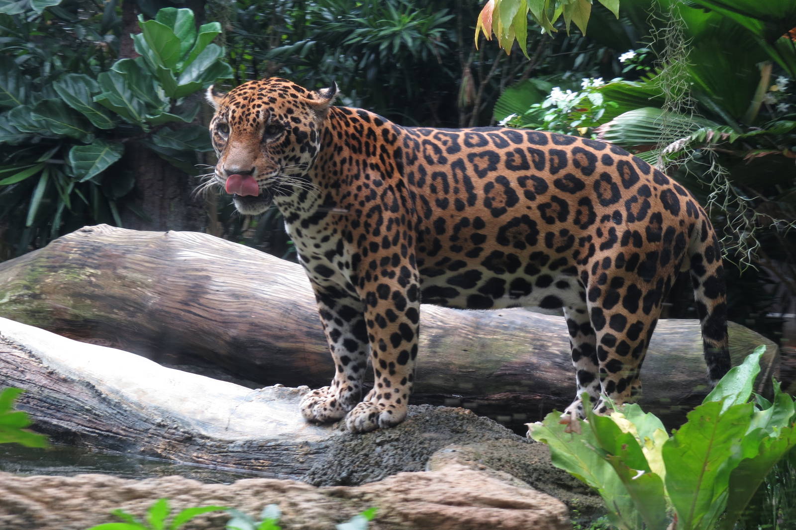 Jaguar at the River Safari