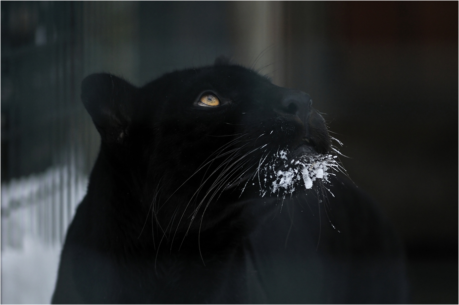 Jaguar at Tierpark Berlin