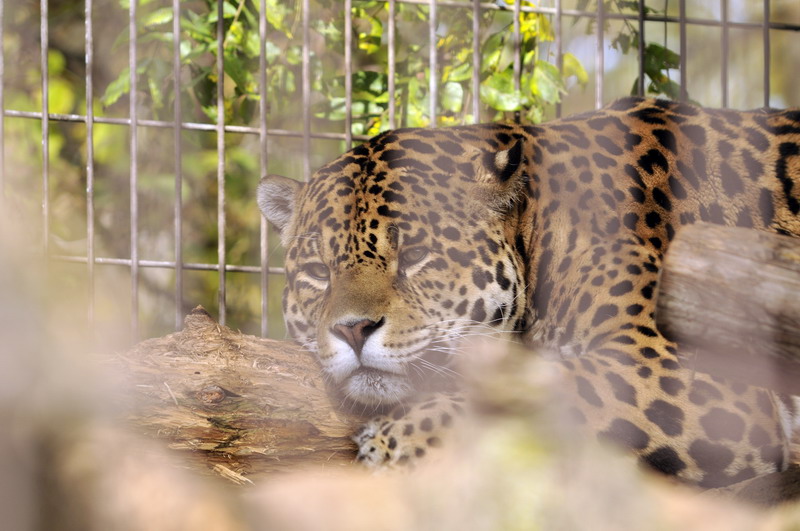 Jaguar at Twin Vally Zoo
