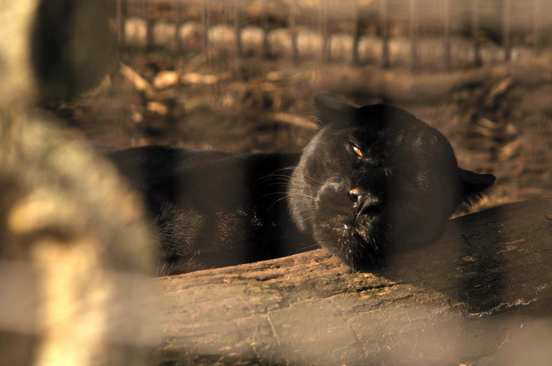 Jaguar at Twin Vally Zoo