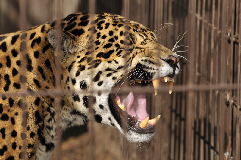 Jaguar at Twin Vally Zoo