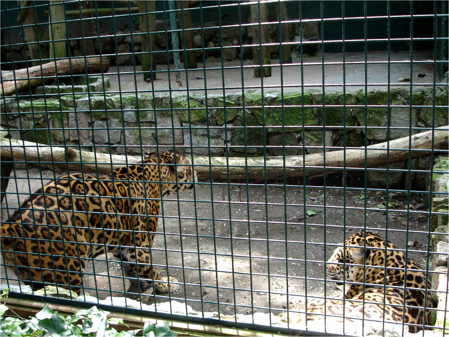 Jaguar at Zoo da Maia, 27/04/08