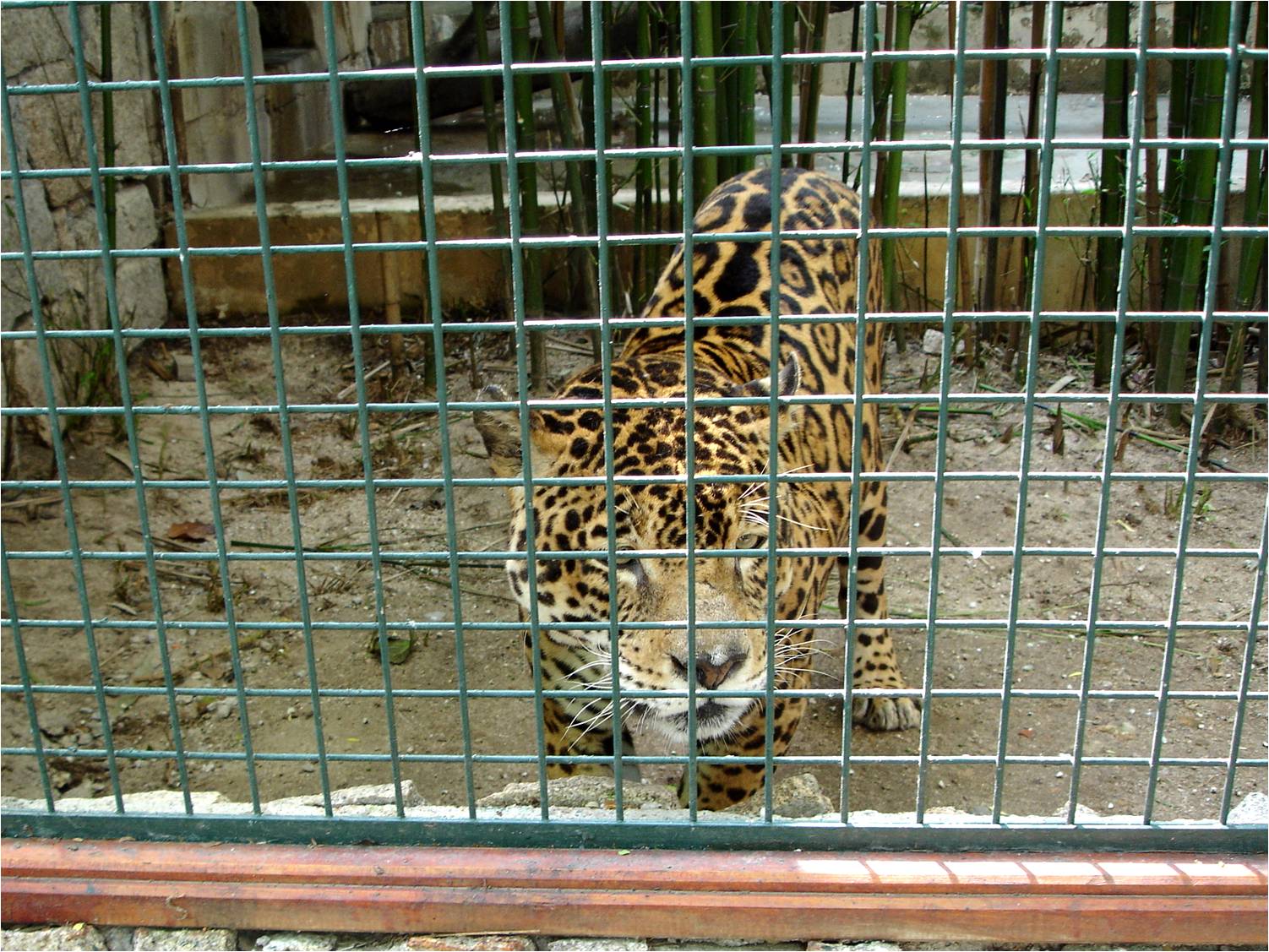 Jaguar at Zoo da Maia, 27/04/08