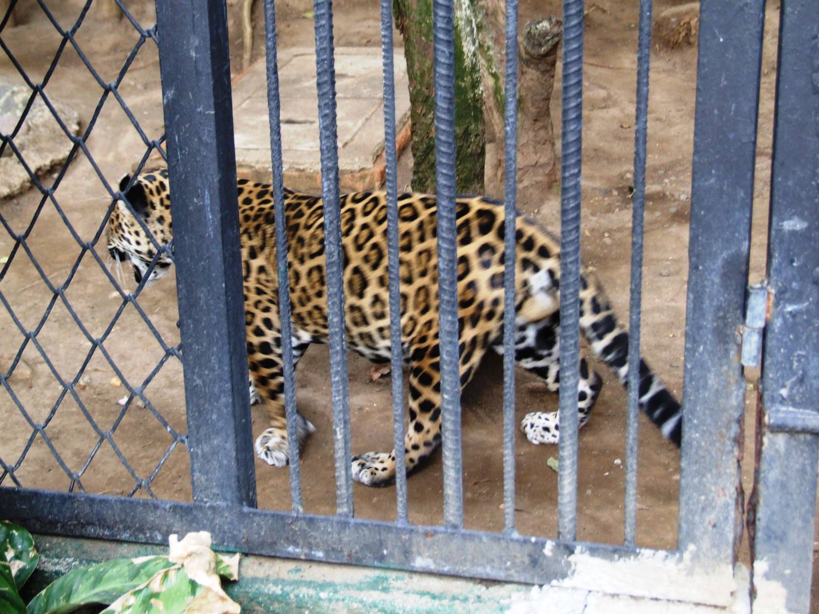 Jaguar at Zoo Simon Bolivar, 12/04/14