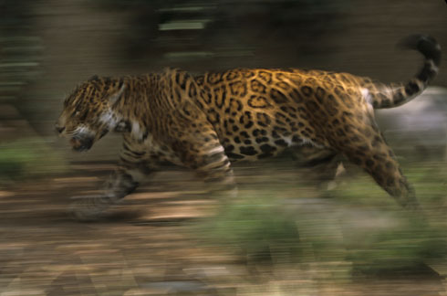 jaguar, August 2, 2009
