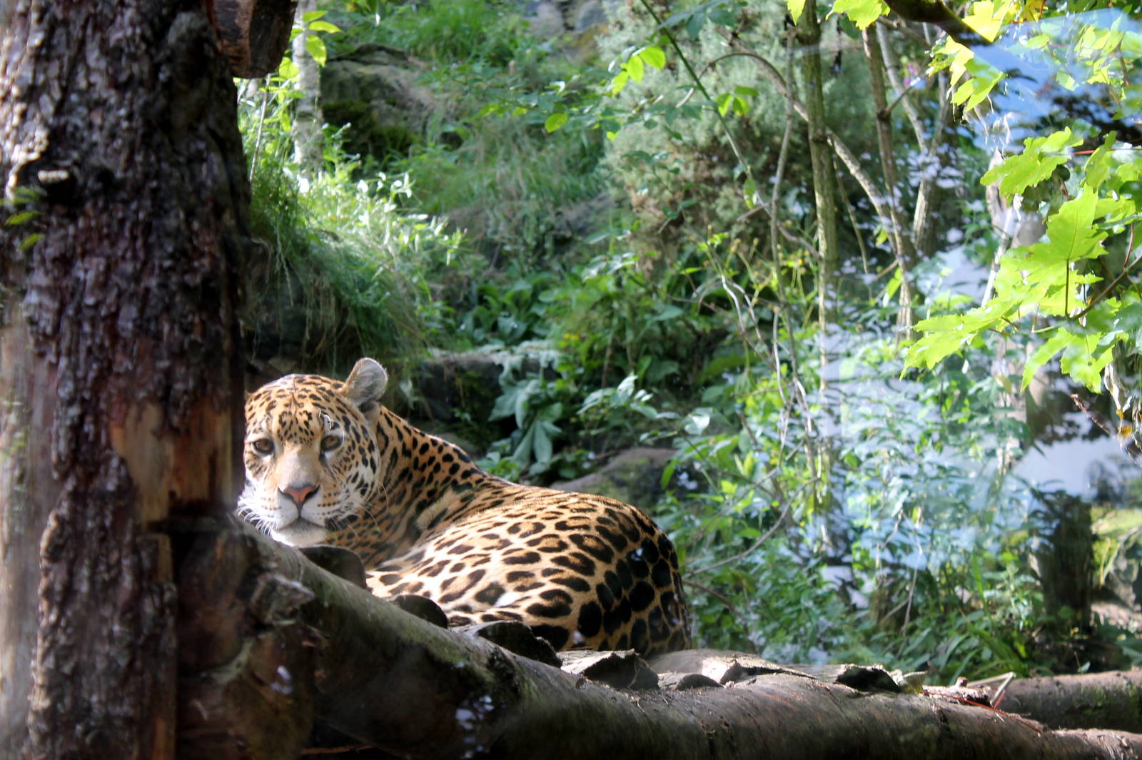 Jaguar - August 2012