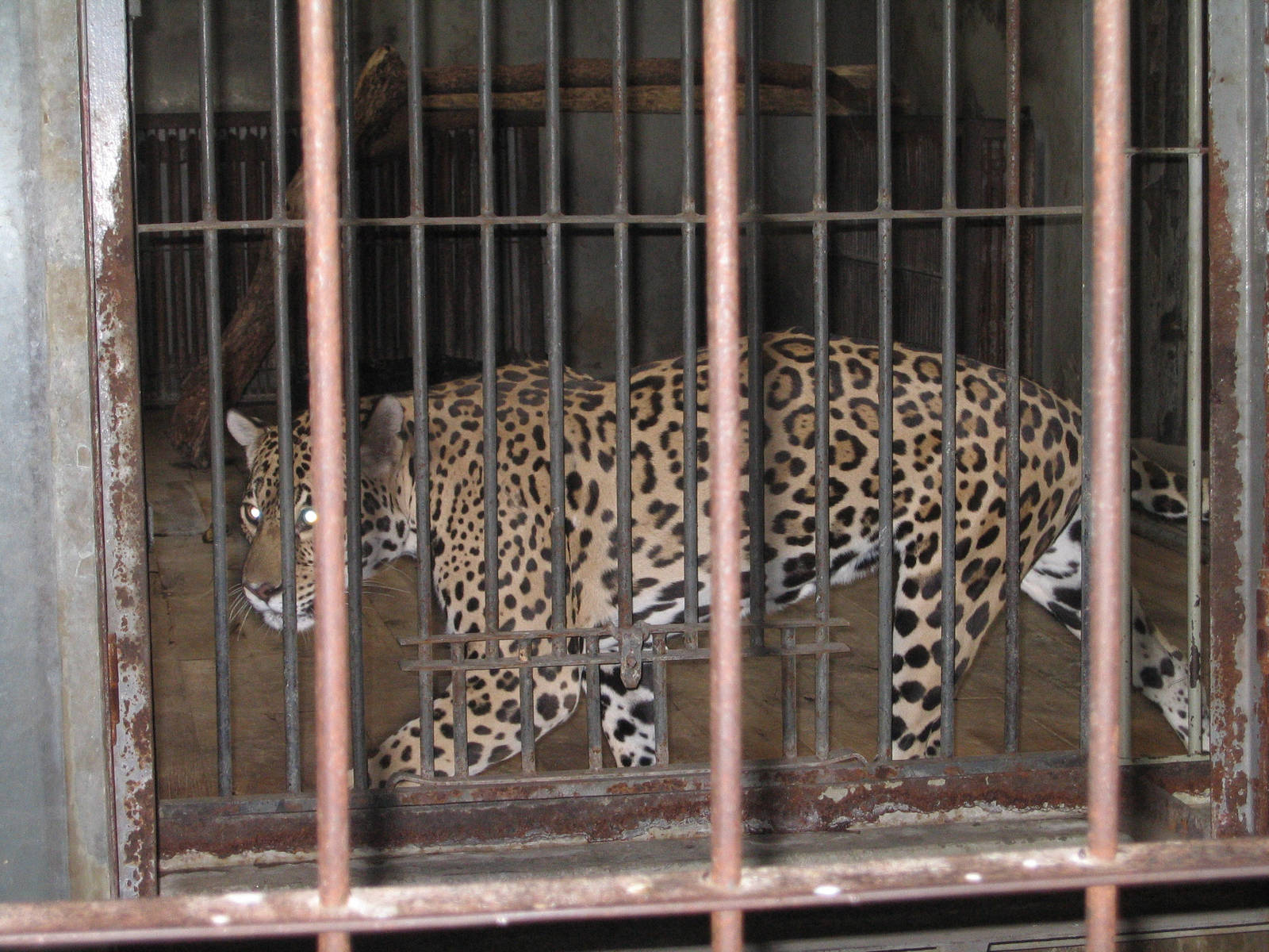 Jaguar ? Beijing Zoo