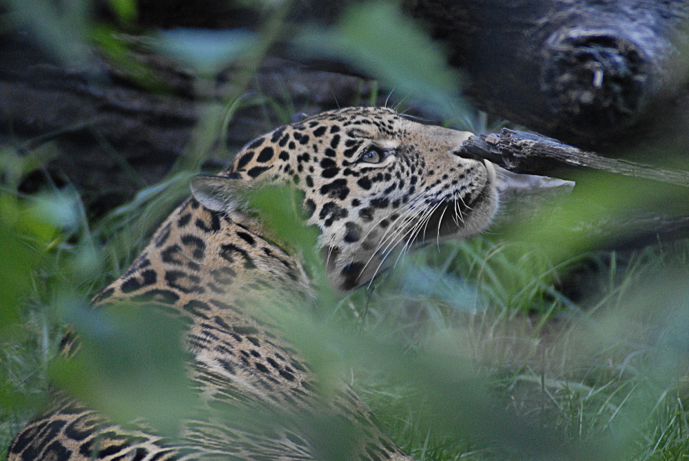 Jaguar - Berlin Zoo 2022